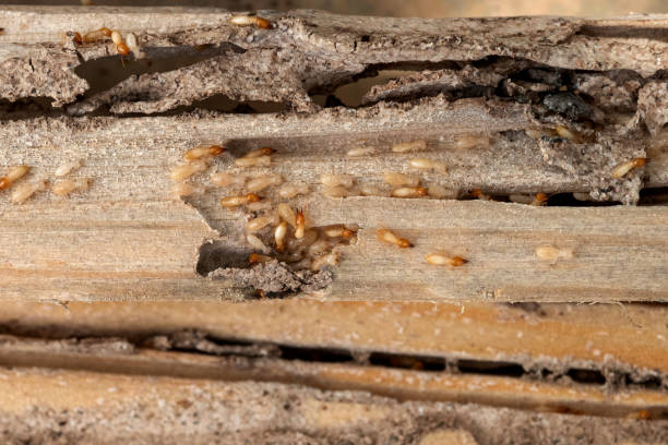 Best Affordable Pest Control Services  in Thornton, CO