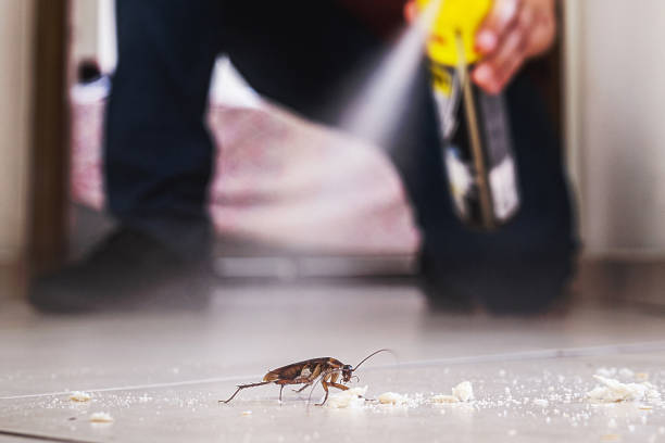 Best Pest Removal Services  in Thornton, CO