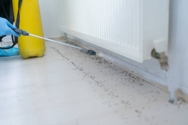 Professional Pest Control in Thornton, CO