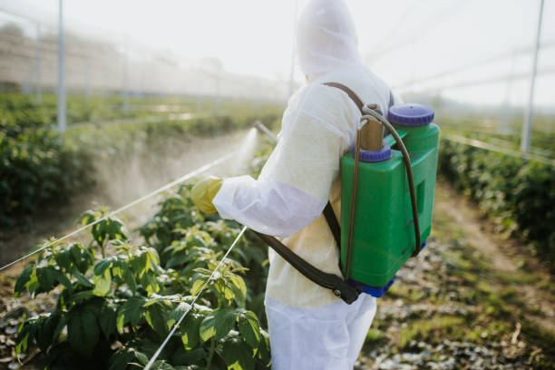 Wasp Removal Services in Thornton, CO